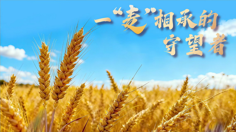 一“麦”相承的守望者