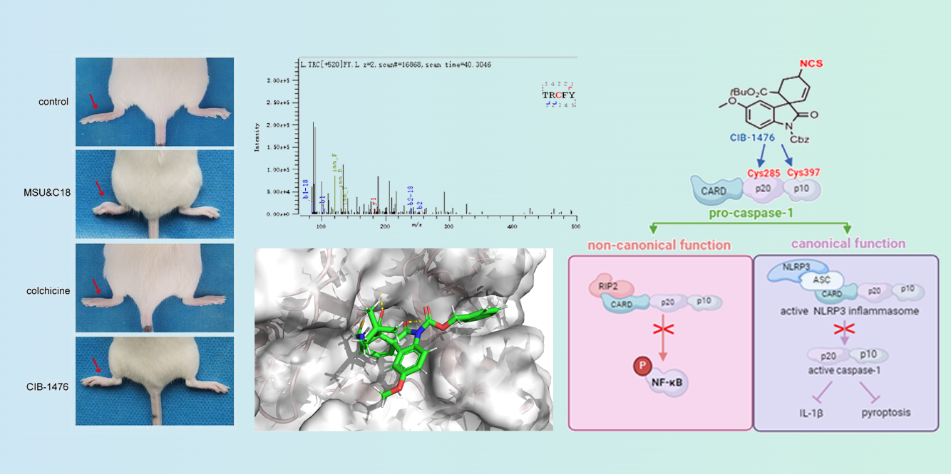 成都生物所研究发现靶向pro-caspase-1治疗炎症的新型候选新药