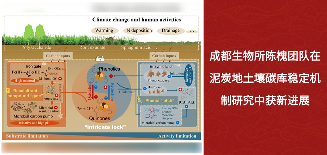 成都生物所陈槐团队在泥炭地土壤碳库稳定机制研究中获新进展