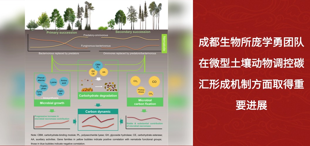 成都生物所庞学勇团队在微型土壤动物调控碳汇形成机制方面取得重要进展