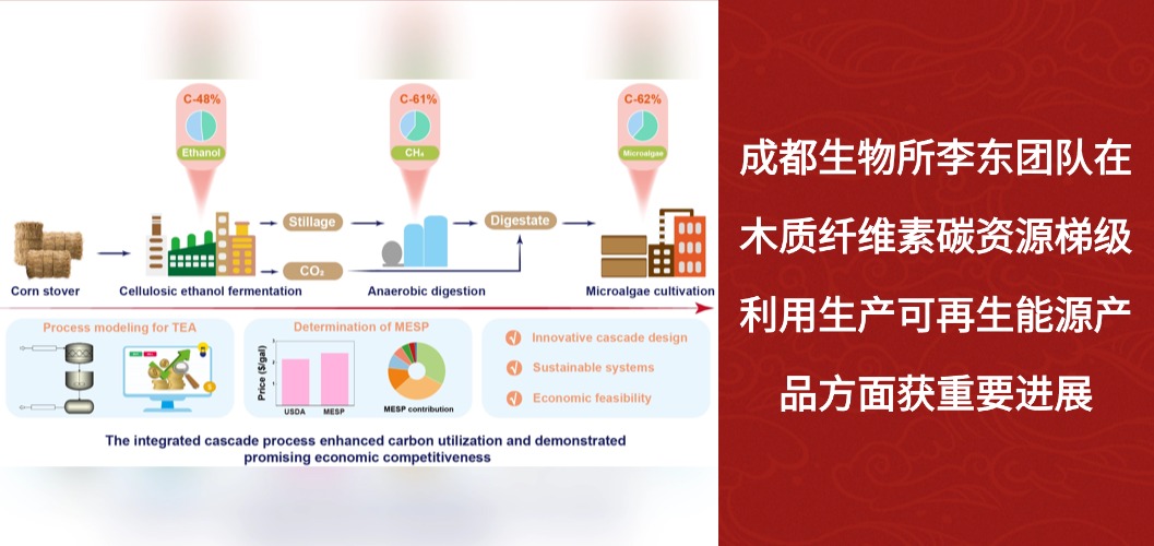 成都生物所李东团队在木质纤维素碳资源梯级利用生产可再生能源产品方面获重要进展